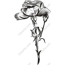 Black and White Rose