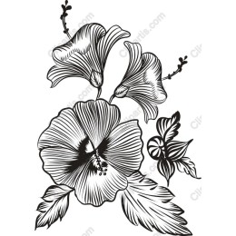 Hibiscus Elegance Floral