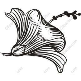 Elegant Black and White Flower