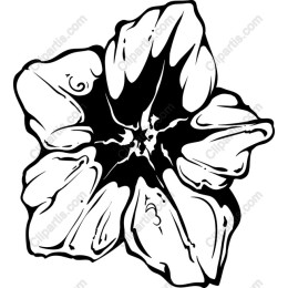 Elegant Black and White Floral
