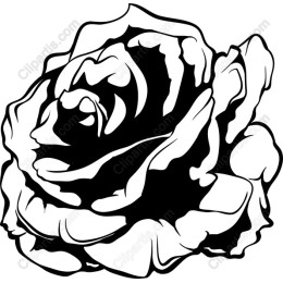 Elegant Black and White Rose