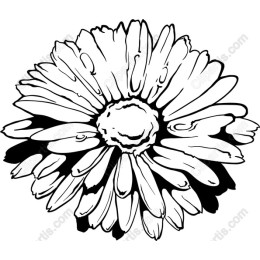 Daisy Delight - Black and White