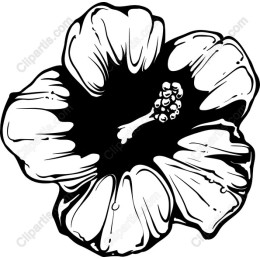 Hibiscus Blossom