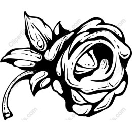Elegant Black and White Rose