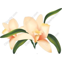 Peach Orchid Floral