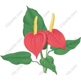 Vibrant Anthurium Flower