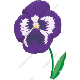 Purple Pansy