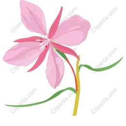 Elegant Pink Flower