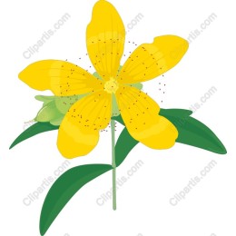 Vibrant Yellow Flower