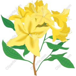 Yellow Azalea Flower