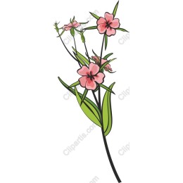 Pink Flower