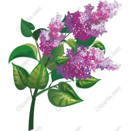Lilac Blossom