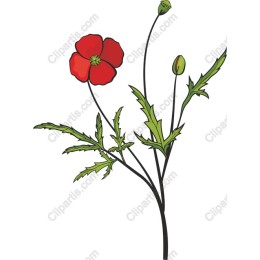 Red Flower