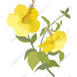Yellow Hibiscus