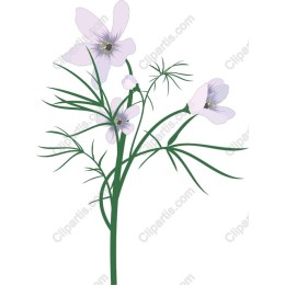 Lavender Blossom