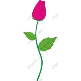 Vibrant Pink Rose