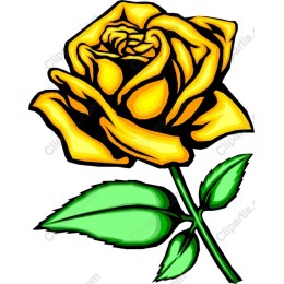 Yellow Rose