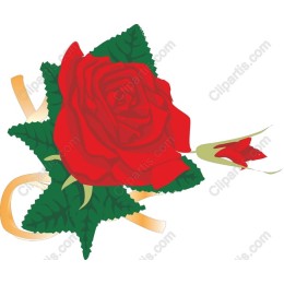 Red Rose