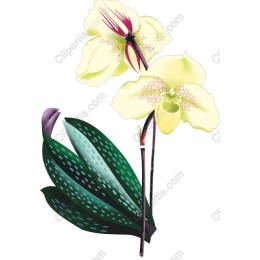 Elegant Orchid Blossom