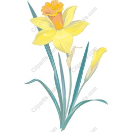 Vibrant Daffodil