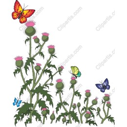 Thistle Blooms & Butterflies