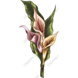 Elegant Calla Lily Bouquet