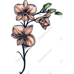 Elegant Orchid