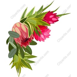 Vibrant Tropical Protea Floral