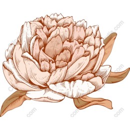 Elegant Vintage Peony Flower