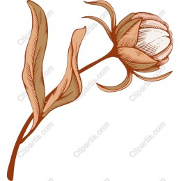 Elegant Cotton Flower