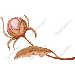 Elegant Flower