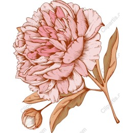 Floral Peony