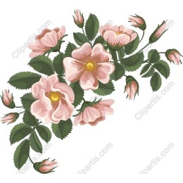 Delicate Pink Roses