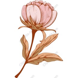 Elegant Pink Flower