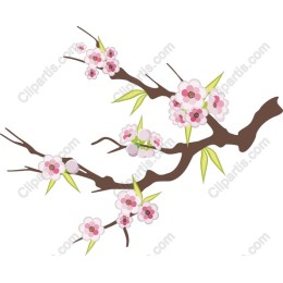 Cherry Blossom Branch
