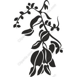 Elegant Vine in and