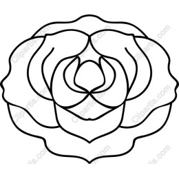 Elegant Rose