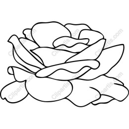Elegant Hand-Drawn Rose
