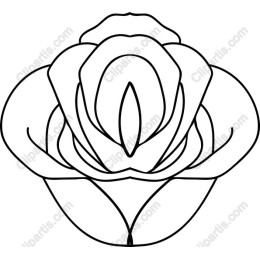 Elegant Rose