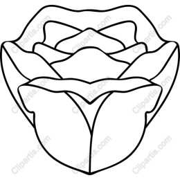 Elegant Rose