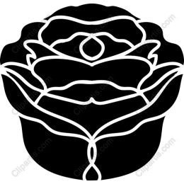 Black and White Rose