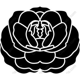 Premium Black Rose