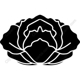 Premium Cabbage