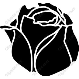 Elegant Rose
