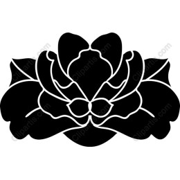 Black Orchid