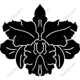 Elegant Orchid