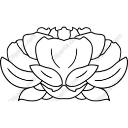 Lotus Blossom