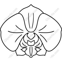 Elegant Orchid
