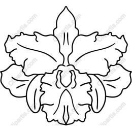 Elegant Orchid