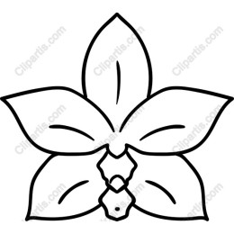Elegant Orchid